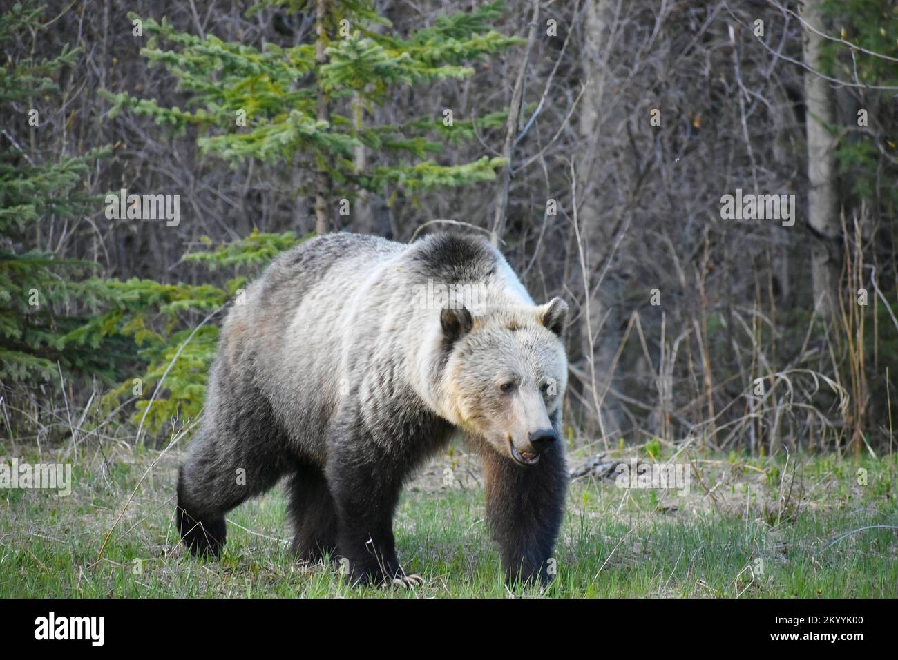 Le grizzli au Canada Banque D'Images