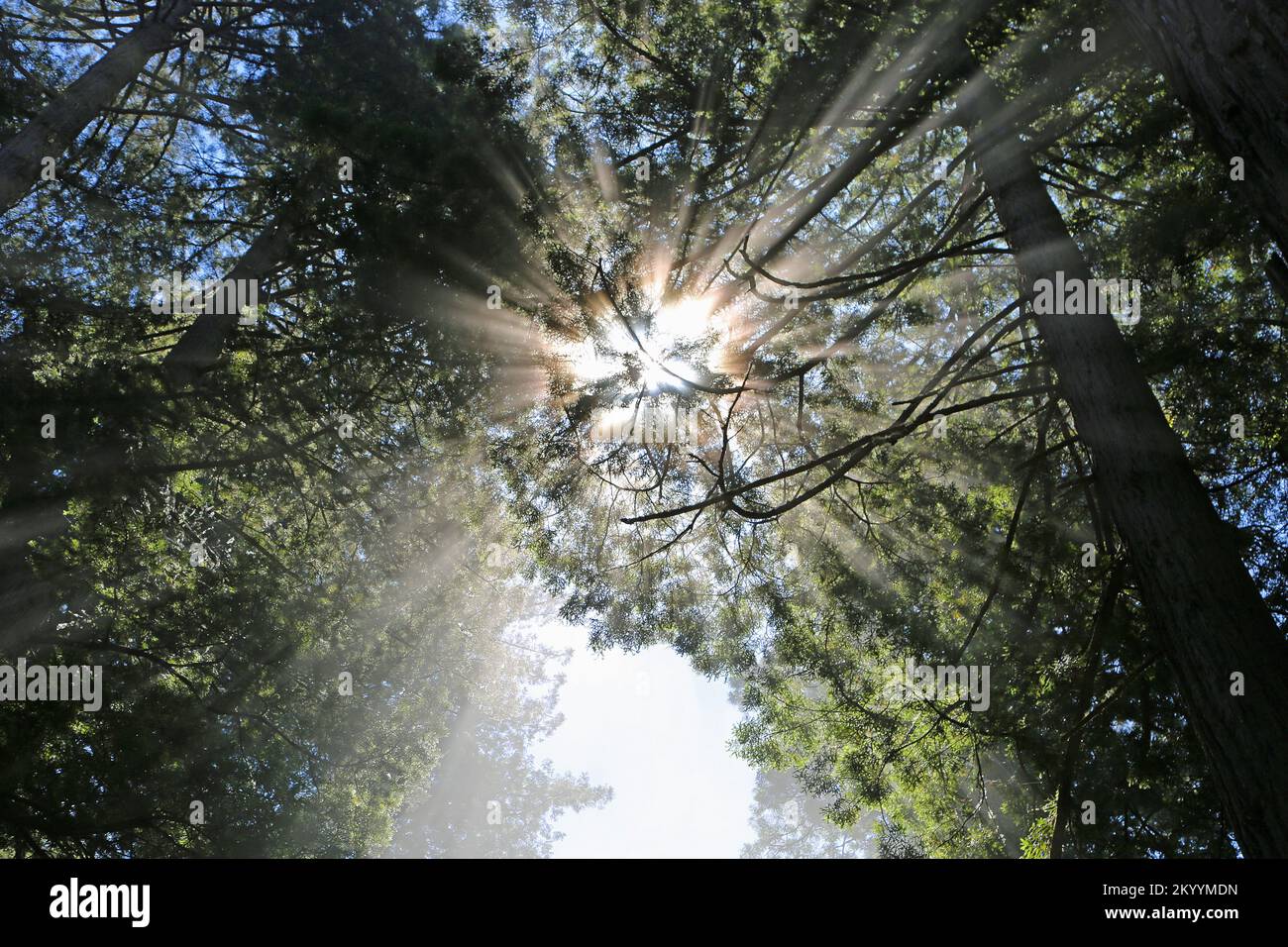 L'étoile de la lumière - Redwood National Park, Californie Banque D'Images