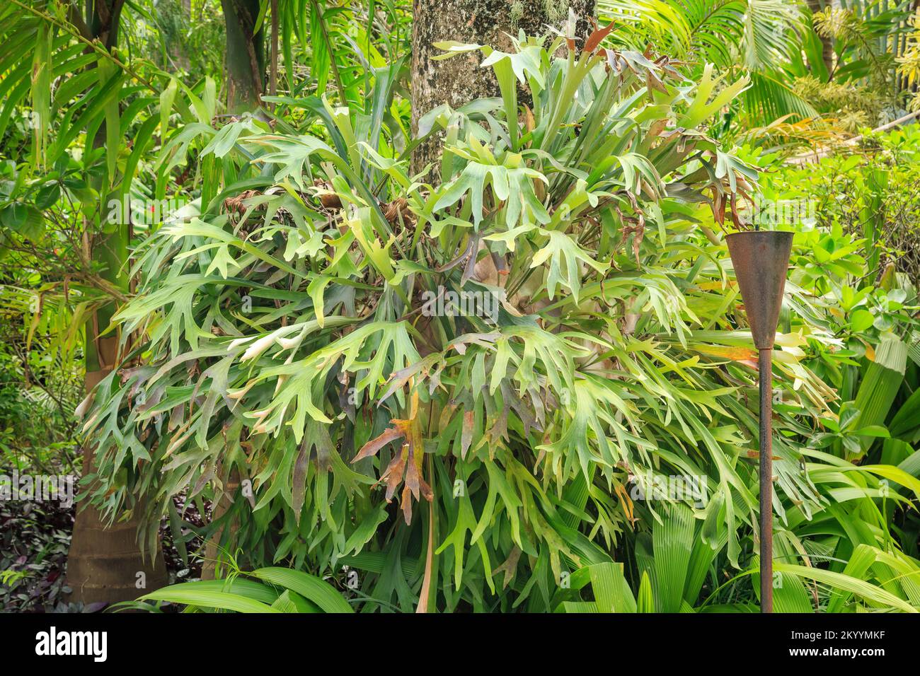 Une fougères géantes (Platycerium sp.) pousse sur un arbre dans un jardin botanique Banque D'Images