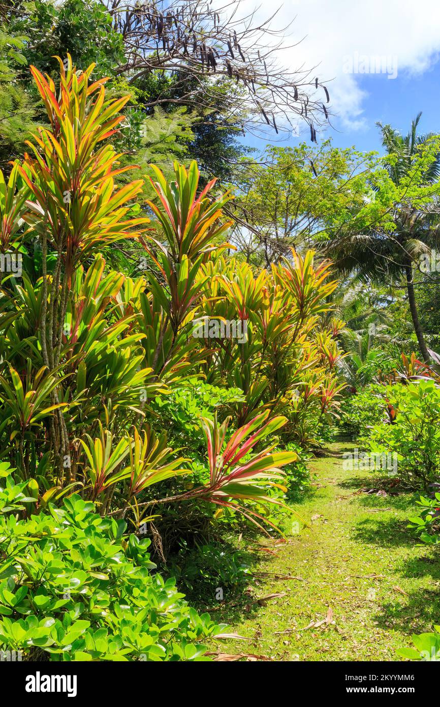 Plantes TI (Cordyline fruticosa) avec feuillage coloré croissant dans un jardin tropical. Rarotonga, Îles Cook Banque D'Images