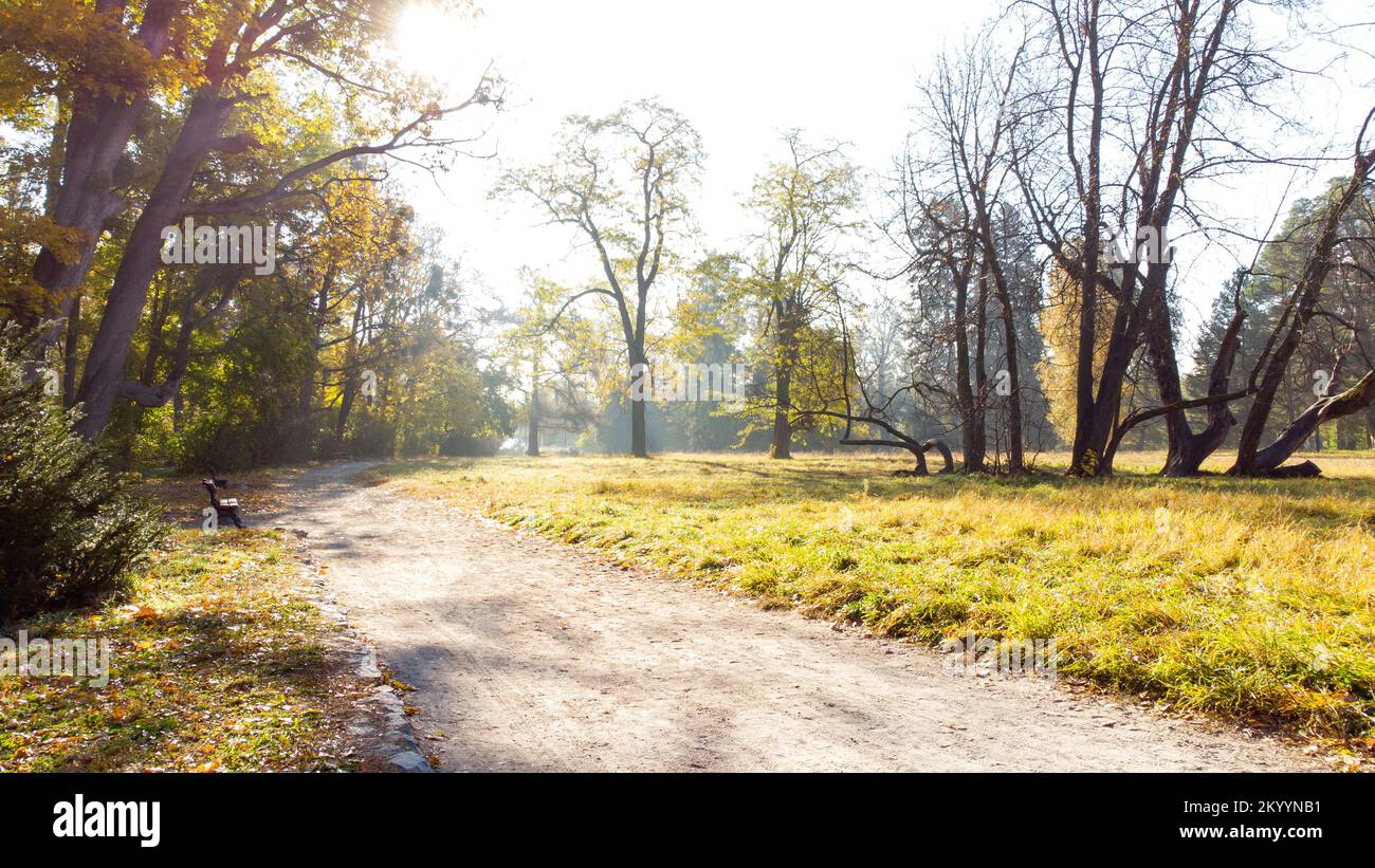 Pré avec herbe avec des gelées dans le parc lors d'une matinée d'automne ensoleillée. Le soleil brille à travers les branches des arbres. Automne, saison d'automne. Magnifique arrière-plan naturel Banque D'Images