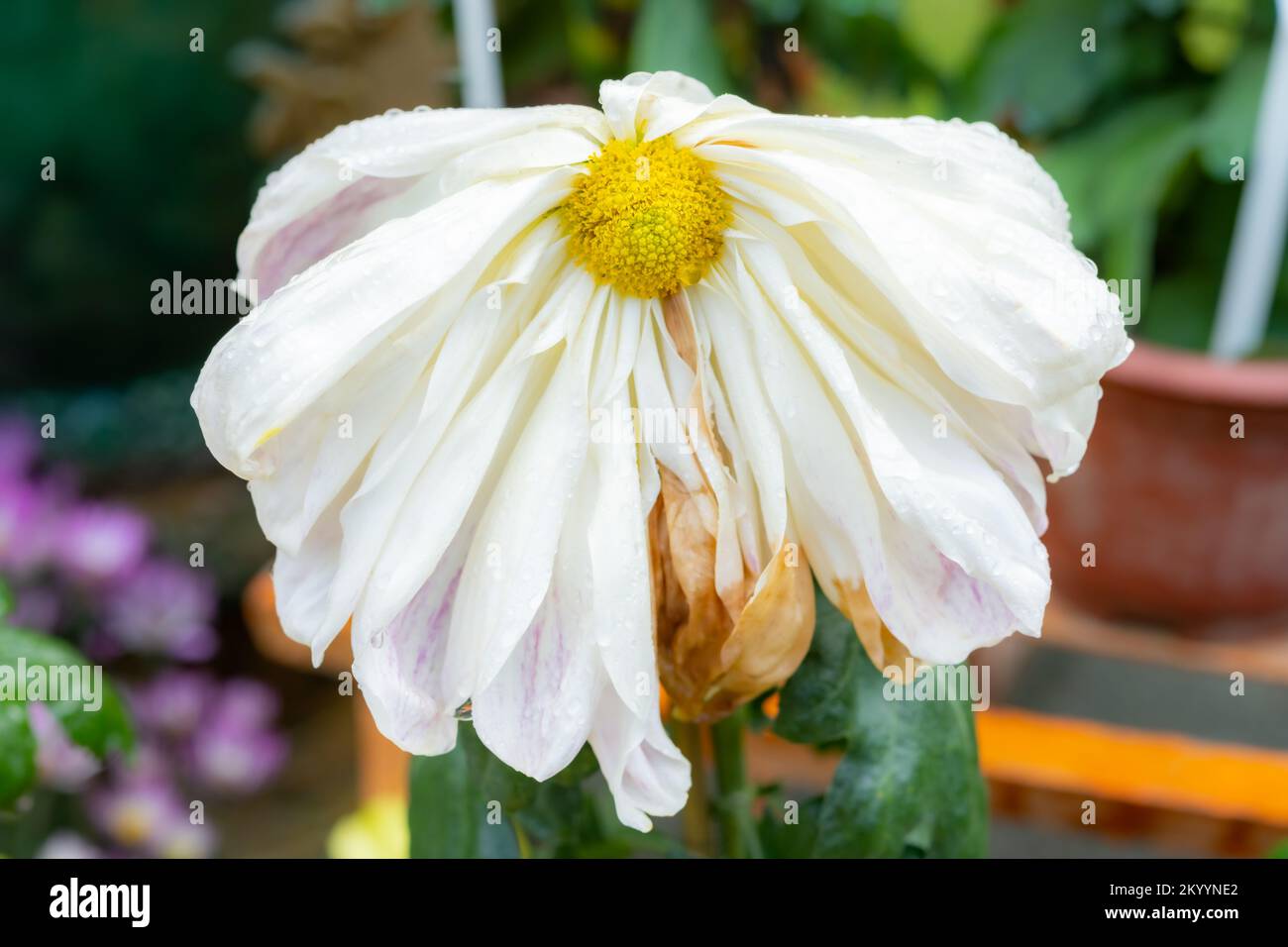 fleur de chrysanthème de couleur blanche décolorée dans la composition  horizontale extérieure Photo Stock - Alamy