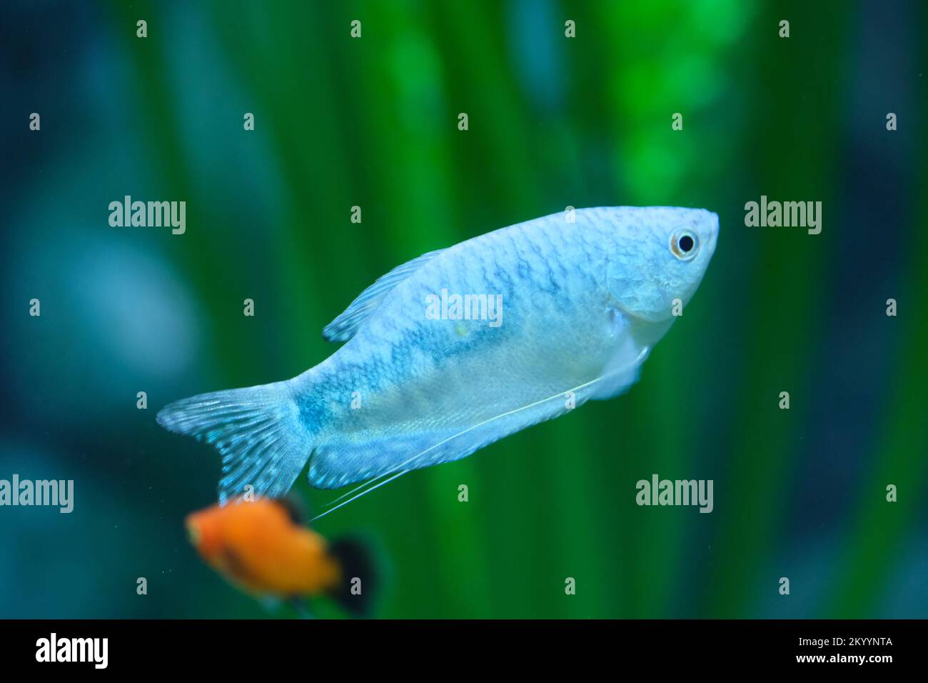 Gros plan de magnifiques poissons Blue Gourami (Trichogaster trichopterus) Banque D'Images