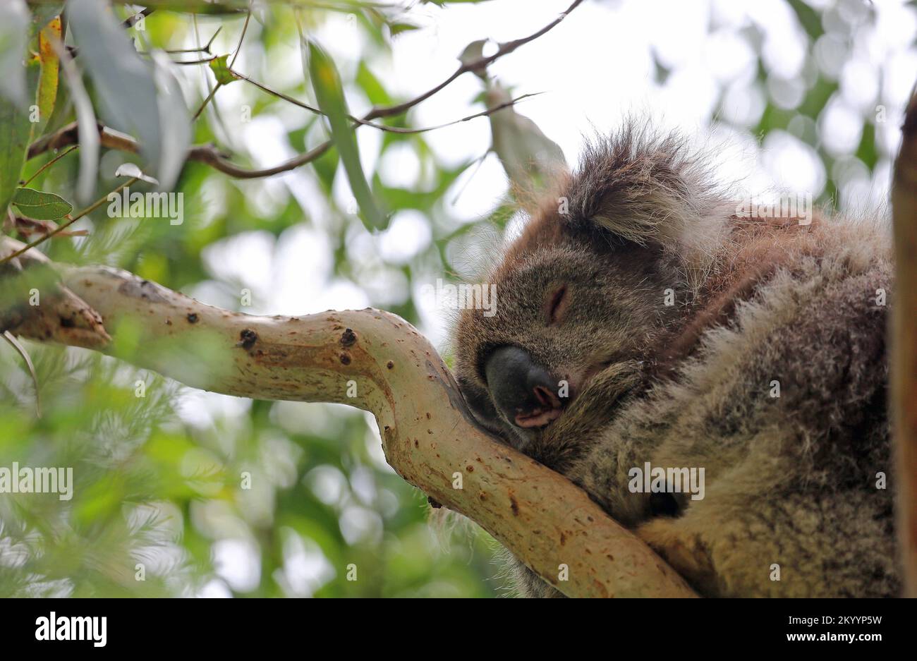 Sleeping Koala sur la branche - Australie Banque D'Images