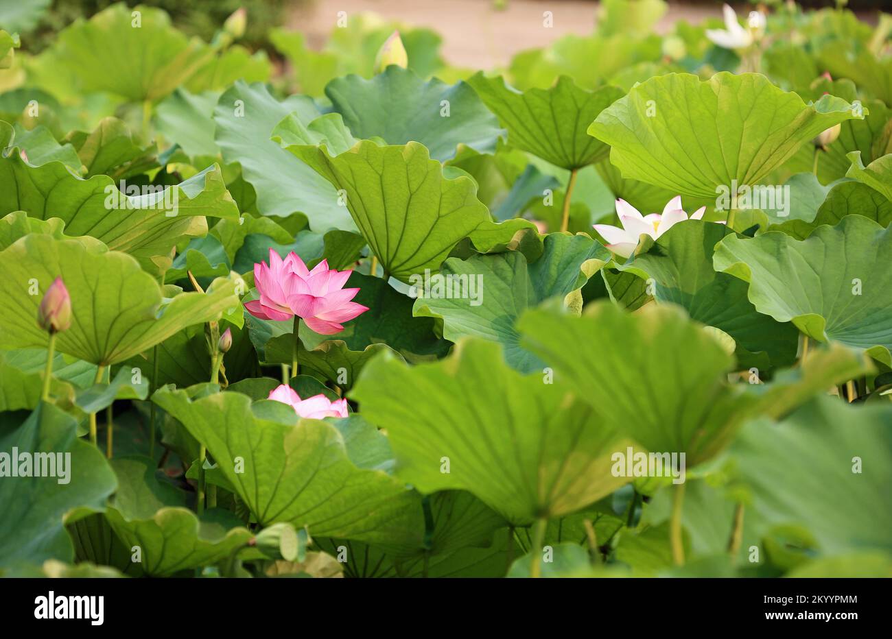 Fleur de Lotus et feuilles de lotus - Australie Banque D'Images