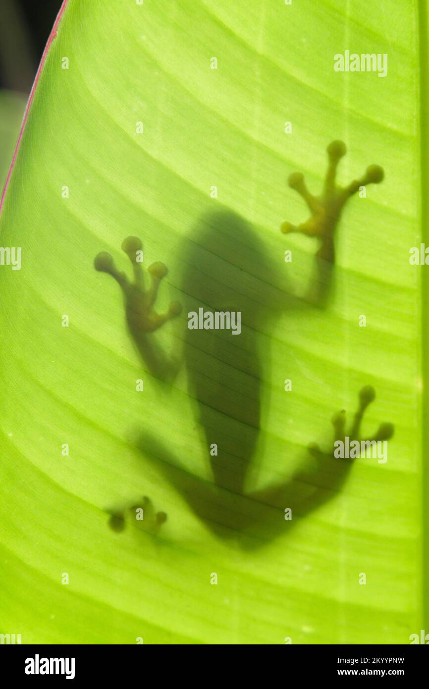 Silhouette d'une grenouille à yeux rouges (Agalychnis callidryas) sur le côté opposé de la feuille d'héliconie, péninsule d'Osa, Puntarenas, Costa Rica. Banque D'Images