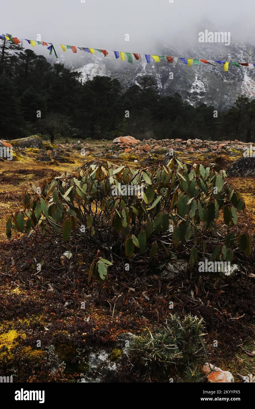 nature sauvage du sanctuaire de rhododendron près de la vallée de yumthang en automne, entouré par les montagnes de l'himalaya dans le nord de sikkim, inde Banque D'Images