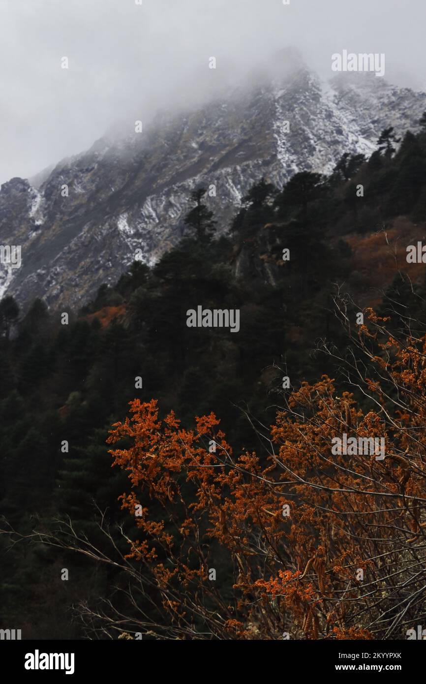 nature sauvage du sanctuaire de rhododendron près de la vallée de yumthang en automne, entouré par les montagnes de l'himalaya dans le nord de sikkim, inde Banque D'Images