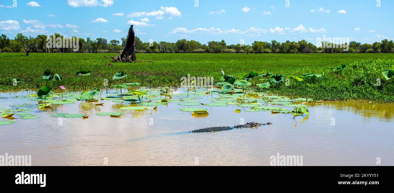 Vue sur un grand crocodile d'eau salée, Crocodylus porosus, reposant sur la surface de l'eau jaune (Ngurrungurrudjba) Billabong à Kakadu, Terri du Nord Banque D'Images