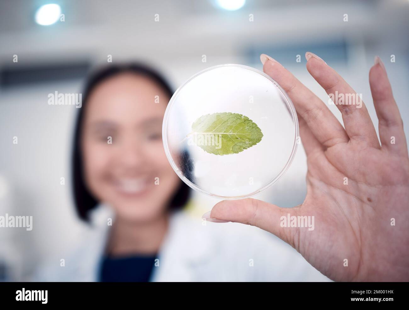 Femme, main et plat de pétri avec une plante pour la botanique avec un biologiste étudiant le changement climatique dans le laboratoire. Biologie, études environnementales et femmes Banque D'Images