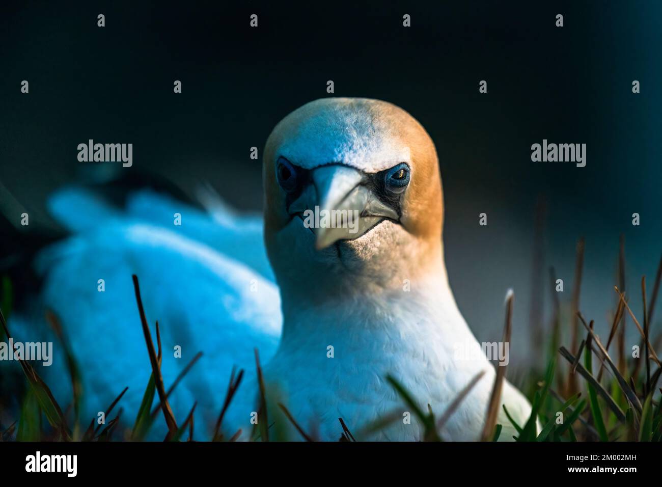 Gros plan du gantet en regardant l'appareil photo. Colonie de Guriwai gannet, Auckland. Banque D'Images