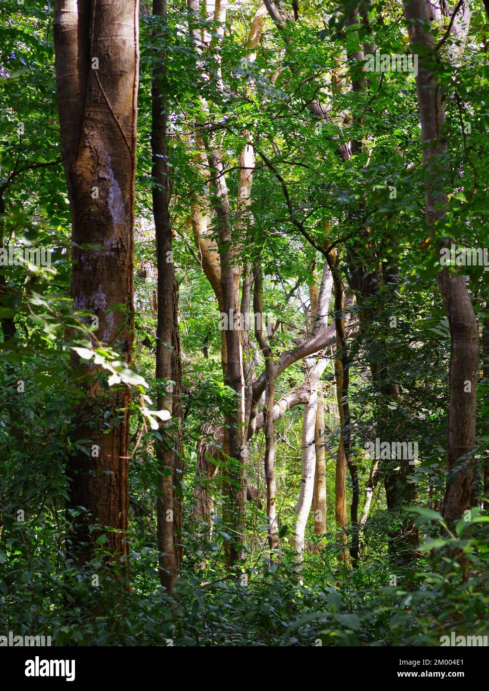 Les arbres dans la forêt tropicale Banque D'Images