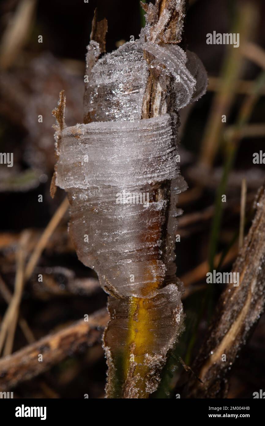 Bandeis structures de glace sur tiges de plante Banque D'Images