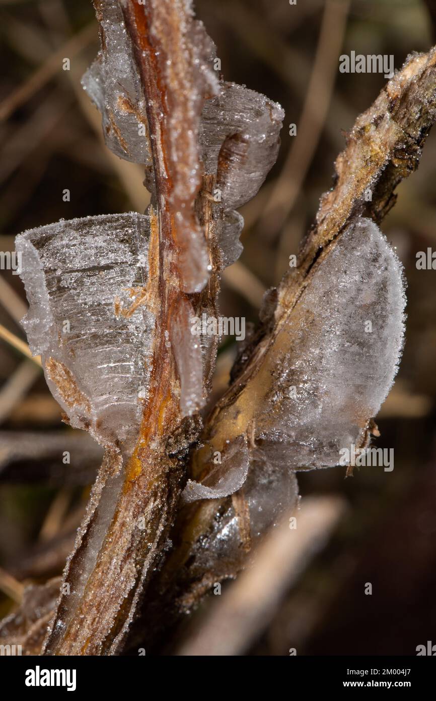 Bande de glace quelques structures de glace sur les tiges de plante Banque D'Images