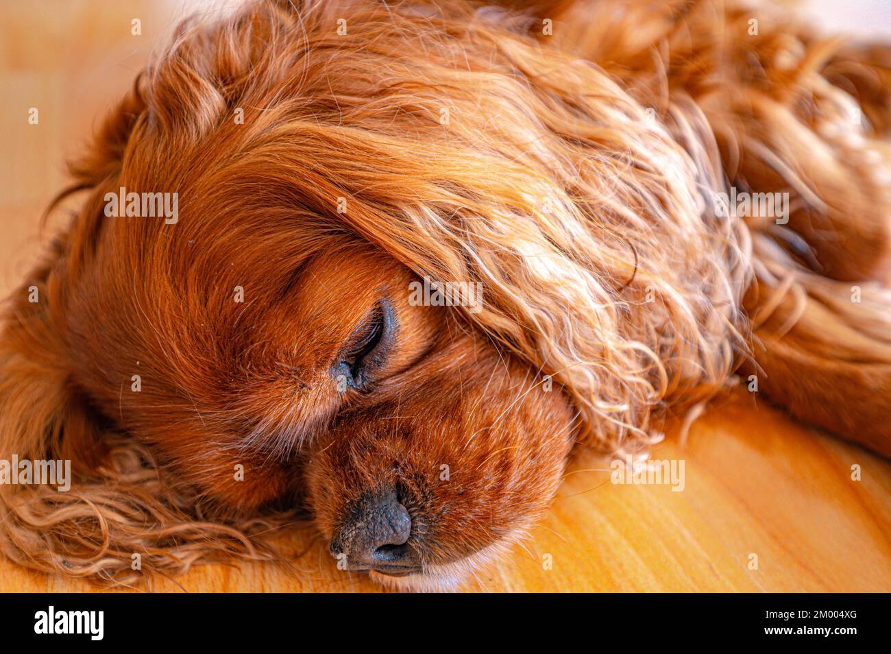 Un chien de la race cavalier King Charles Spaniel en marron (Ruby) se trouve sur le sol stratifié et dort, Hanovre, Basse-Saxe, Allemagne, Europe Banque D'Images
