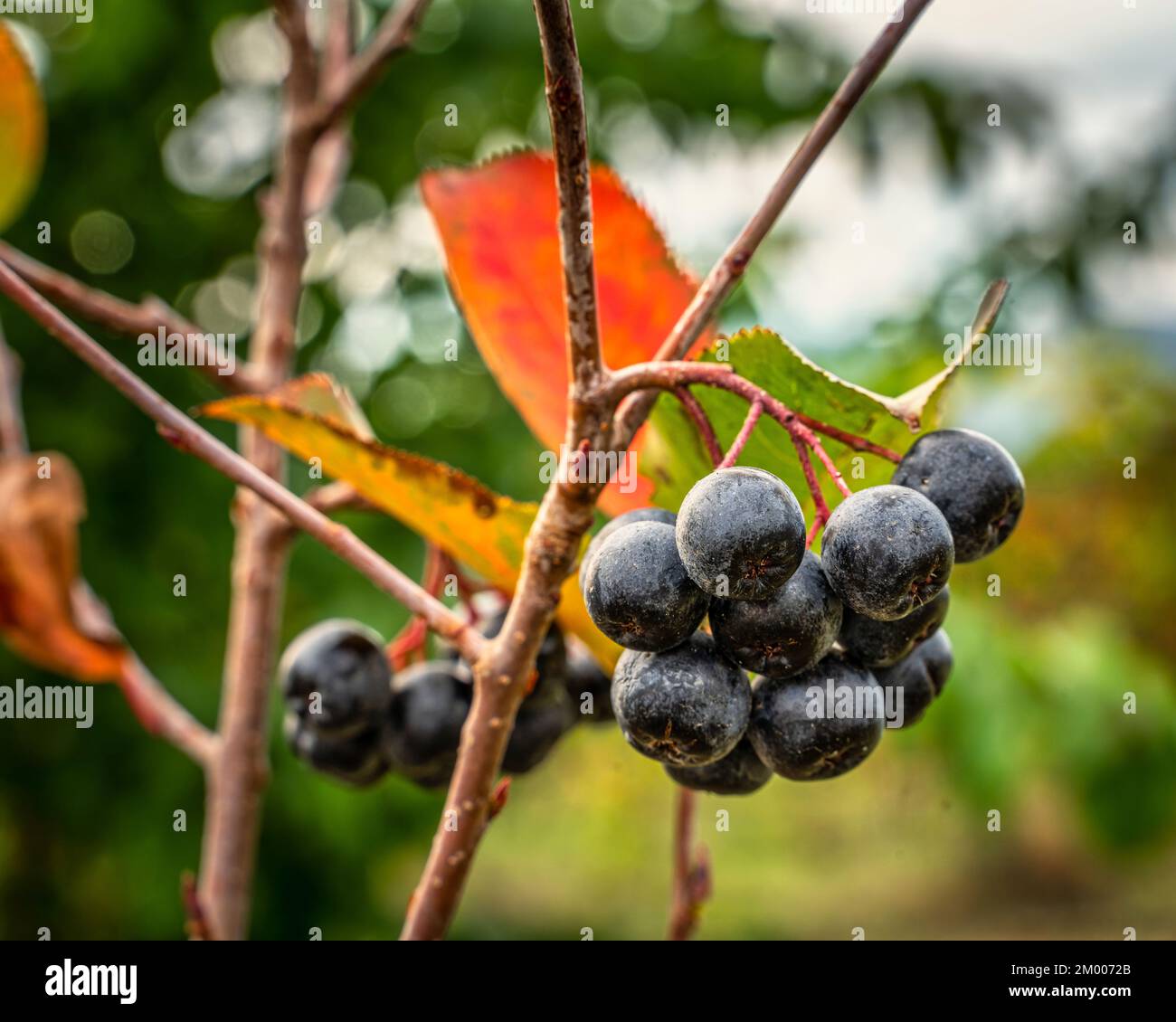 Grappe de fruits de chonnier noirs, Aronia Melanocarpa, sur la branche d'une brousse à la campagne. Les fruits noirs sont riches en vitamine C et en vitamine K. Banque D'Images