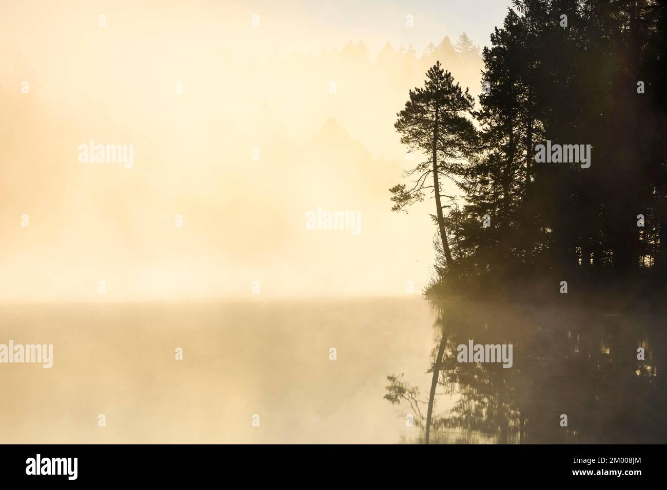 Silhouette de pin et de forêt au lever du soleil rétro-éclairée par le brouillard au-dessus du lac de tourbière Étang de la Gruère dans le canton du Jura, Suisse, Europe Banque D'Images