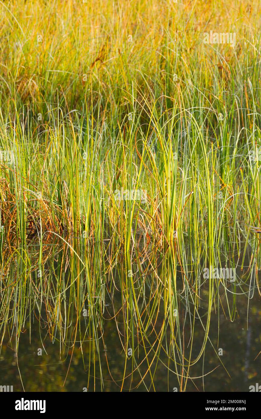 Détail abstrait de la filature d'algues dans l'eau, Neuchâtel Suisse Banque D'Images