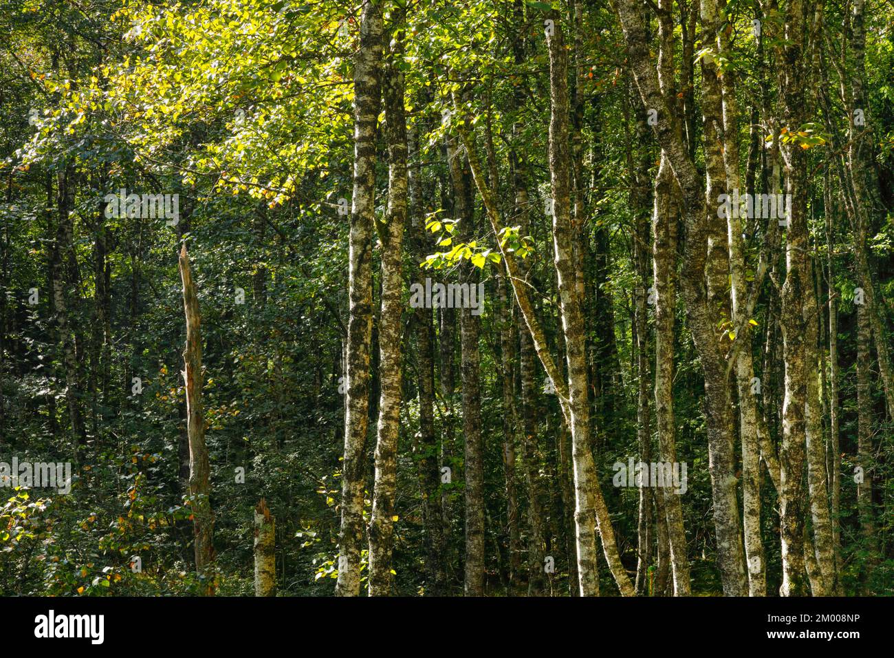 Vue abstraite de nombreux troncs de bouleau couverts de mousse dans la forêt, près de Brot-Plamboz dans le canton de Neuchâtel, Suisse, Europe Banque D'Images