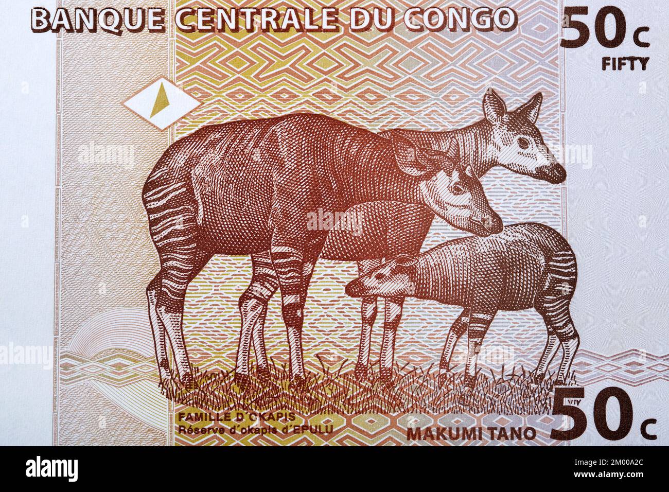 Okapis à la réserve d'Epulu Okapi de l'argent congolais - cenTimes Banque D'Images