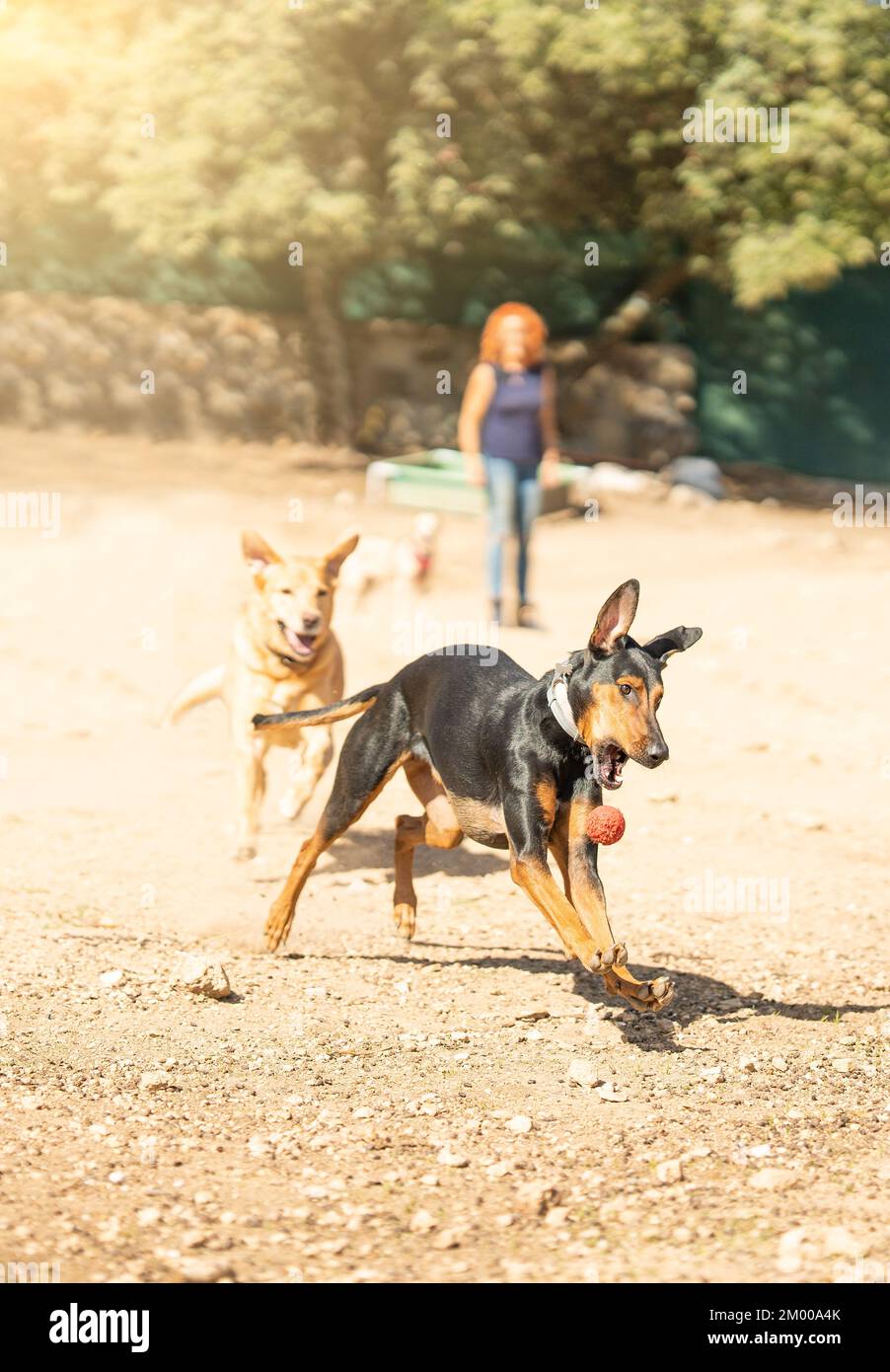 Chien sur le point de poursuivre un chien tout en jouant dans un parc Banque D'Images