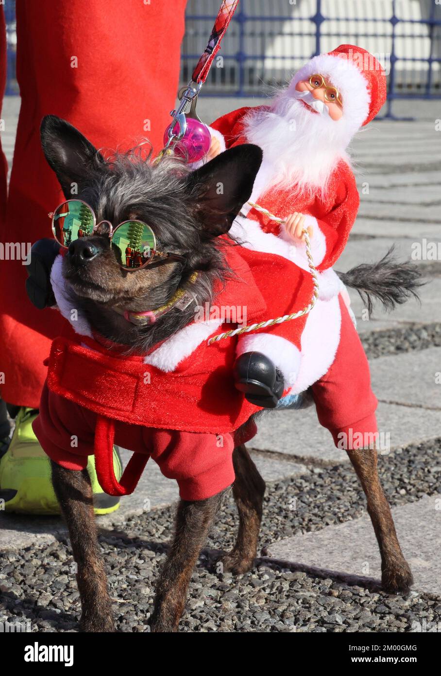 Tokyo, Japon. 3rd décembre 2022. Un chien porte un personnage de santa sur son dos à la grande course de Santa de Tokyo samedi, 3 décembre 2022. Quelque 1 800 personnes ont participé à un événement caritatif qui ferait un don aux hôpitaux pour enfants. Credit: Yoshio Tsunoda/AFLO/Alay Live News Banque D'Images
