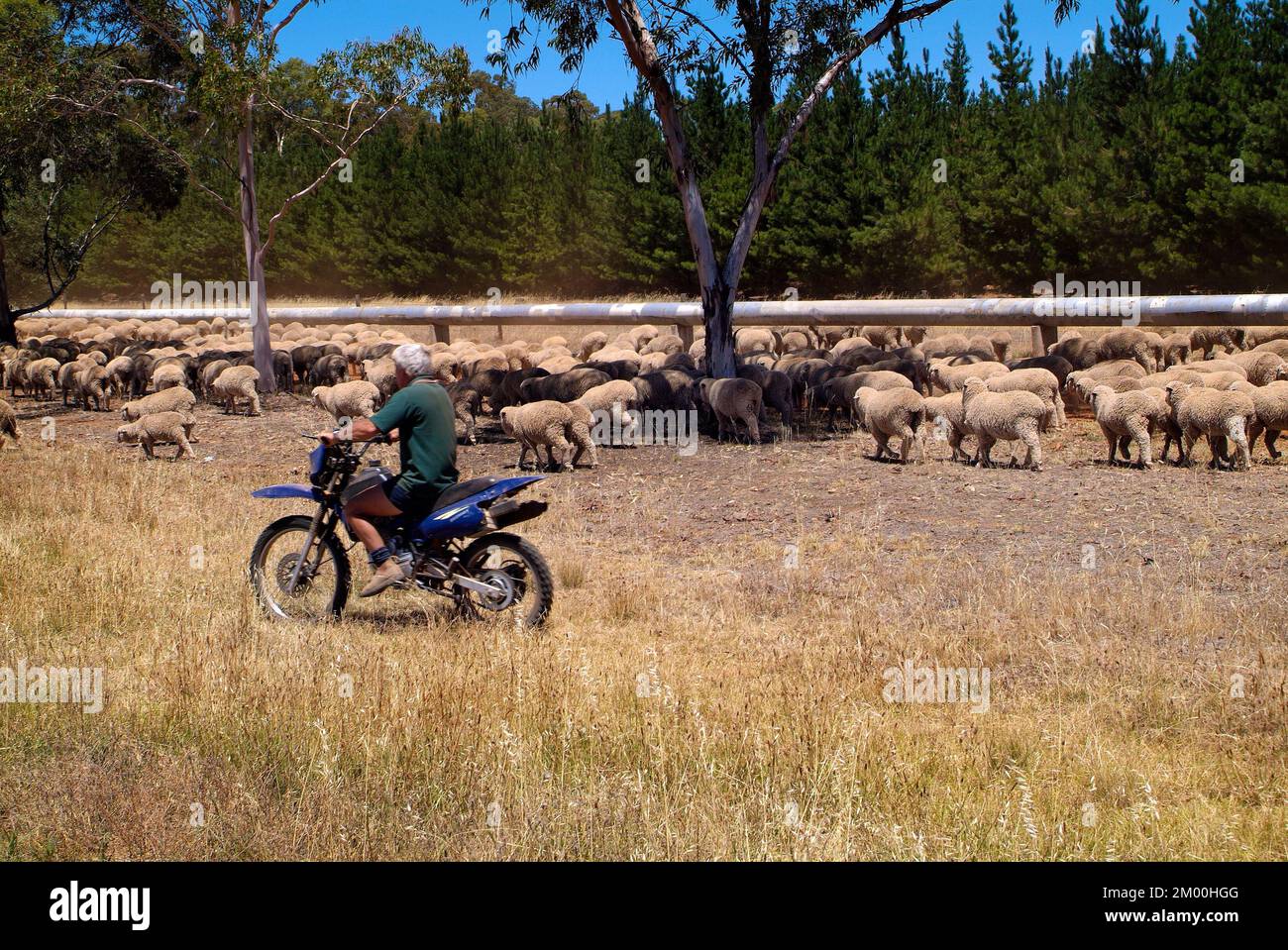 Hawker, Australie - 28 janvier 2008 : agriculteur non identifié sur moto,  berger motorisé pour troupeau de moutons Photo Stock - Alamy
