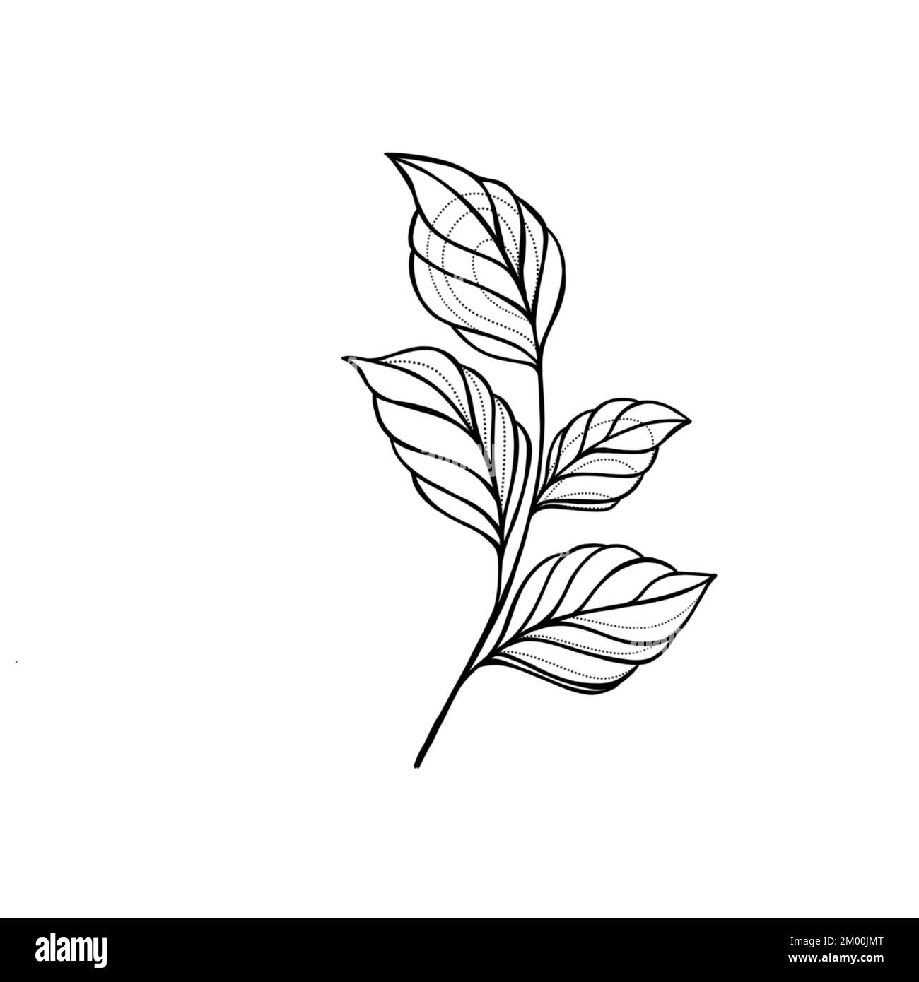 Branche avec feuilles sur fond blanc.Style Doodle.Icône de conception, impression, logo, affiche, symbole,décoration, carte. Banque D'Images