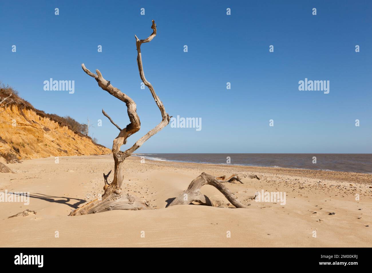 Un arbre tombé sur la plage de Covehithe Banque D'Images