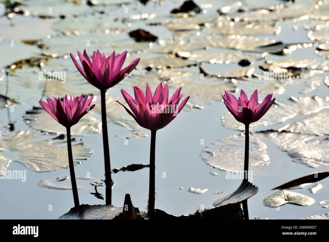 Quatre fleurs de lotus rose dans l'étang, Nelumbo nucifera, lotus sacré, Lotus Laxmi, lotus indien, Chikhli, Navsari, Gujarat, Inde, Asie Banque D'Images