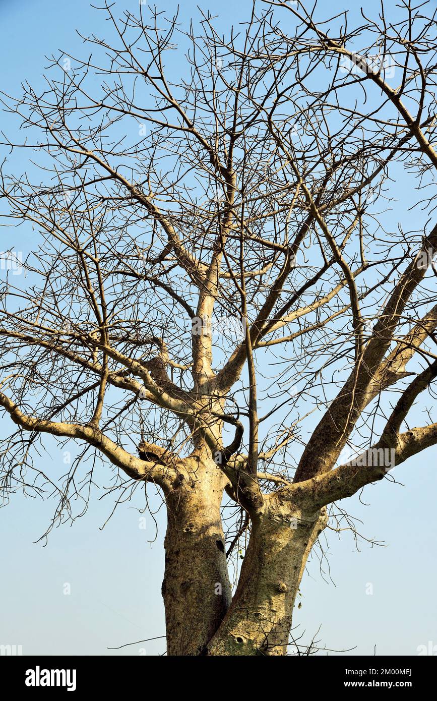 Baobab, Monkey bread Tree, Adansonia digitata, Valsad, Gujarat. Inde, Asie Banque D'Images