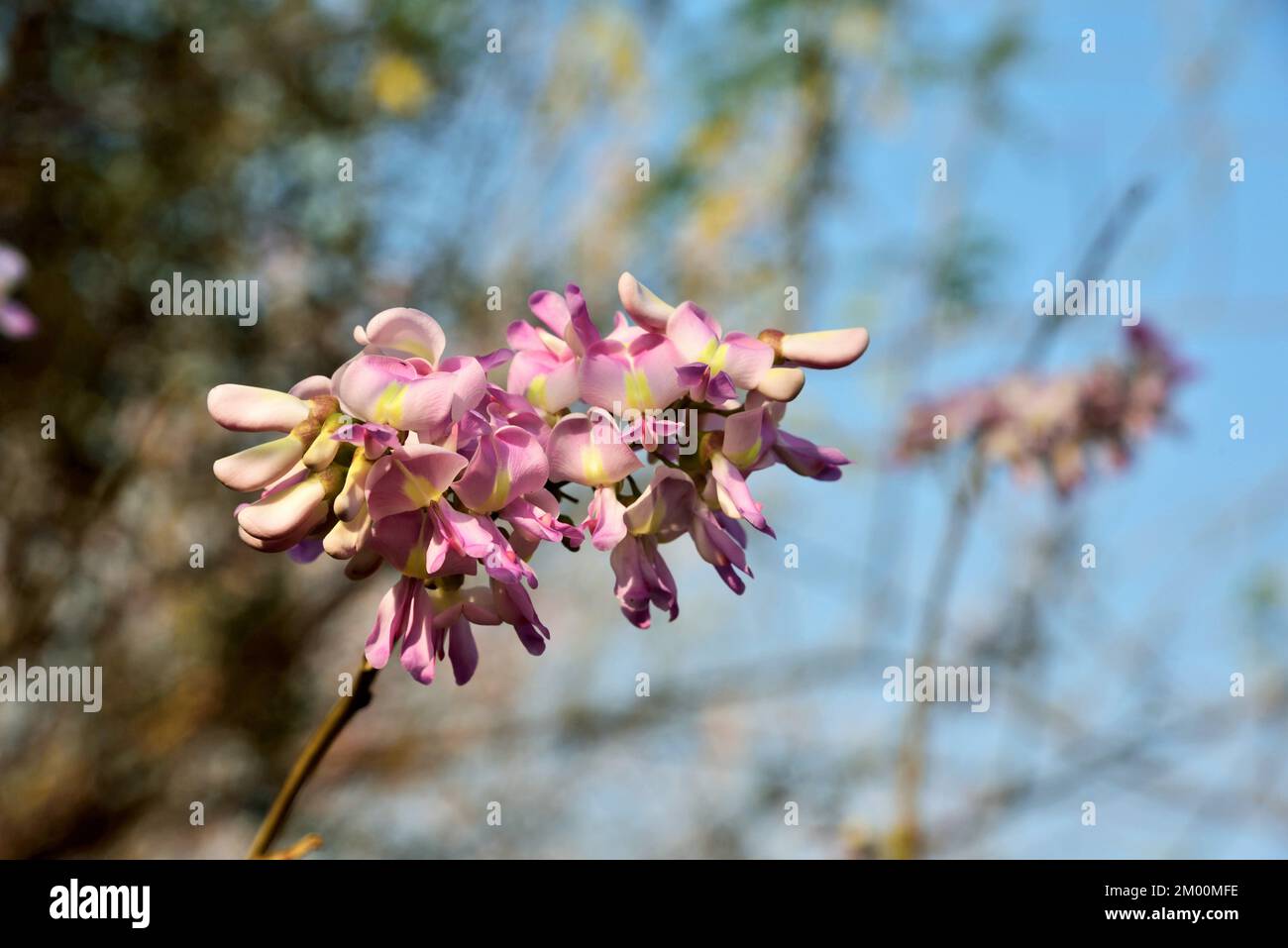 Fleur de Gliricidia tachetée, Gliricidia sepium, Valsad, Gujarat, Inde, Asie Banque D'Images