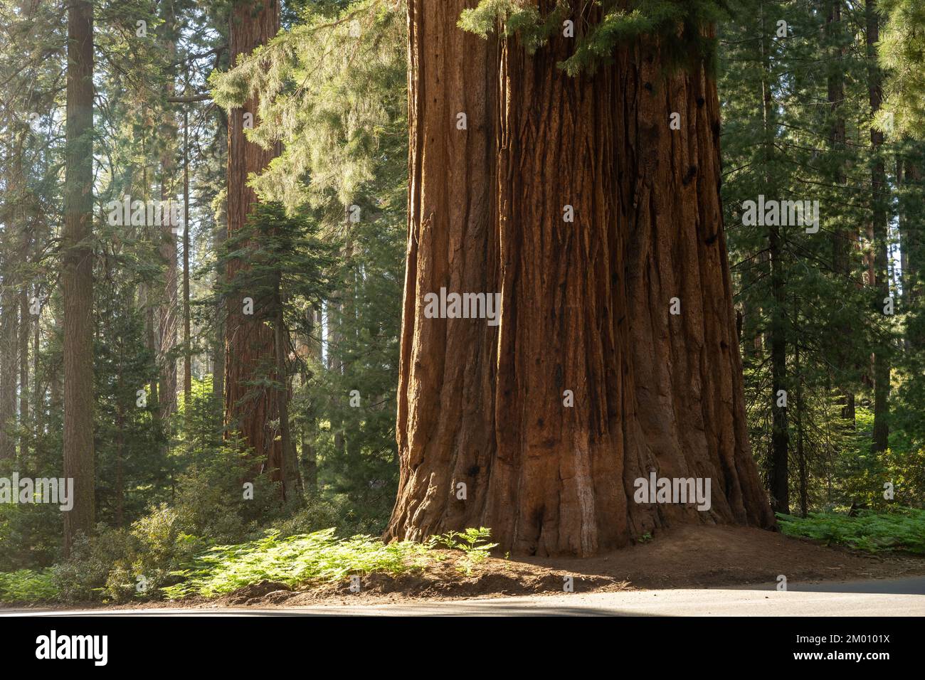 Immense Trunk of Sequoia Tree dans le parc de Californie Banque D'Images