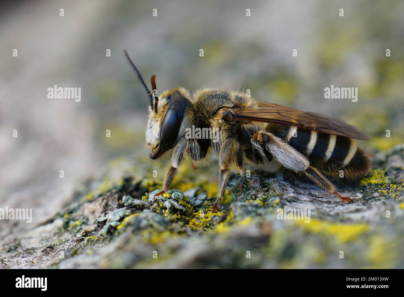 Gros plan détaillé sur une femelle méditerranéenne de l'abeille variable, Andrena variabilis Banque D'Images