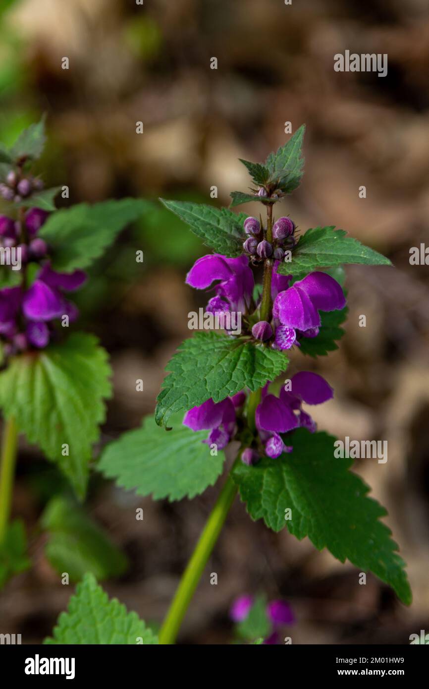 Lamium purpueum en fleurs, connu sous le nom de l'ortie morte pourpre, ou archange pourpre plante sauvage en croissance dans la forêt Banque D'Images