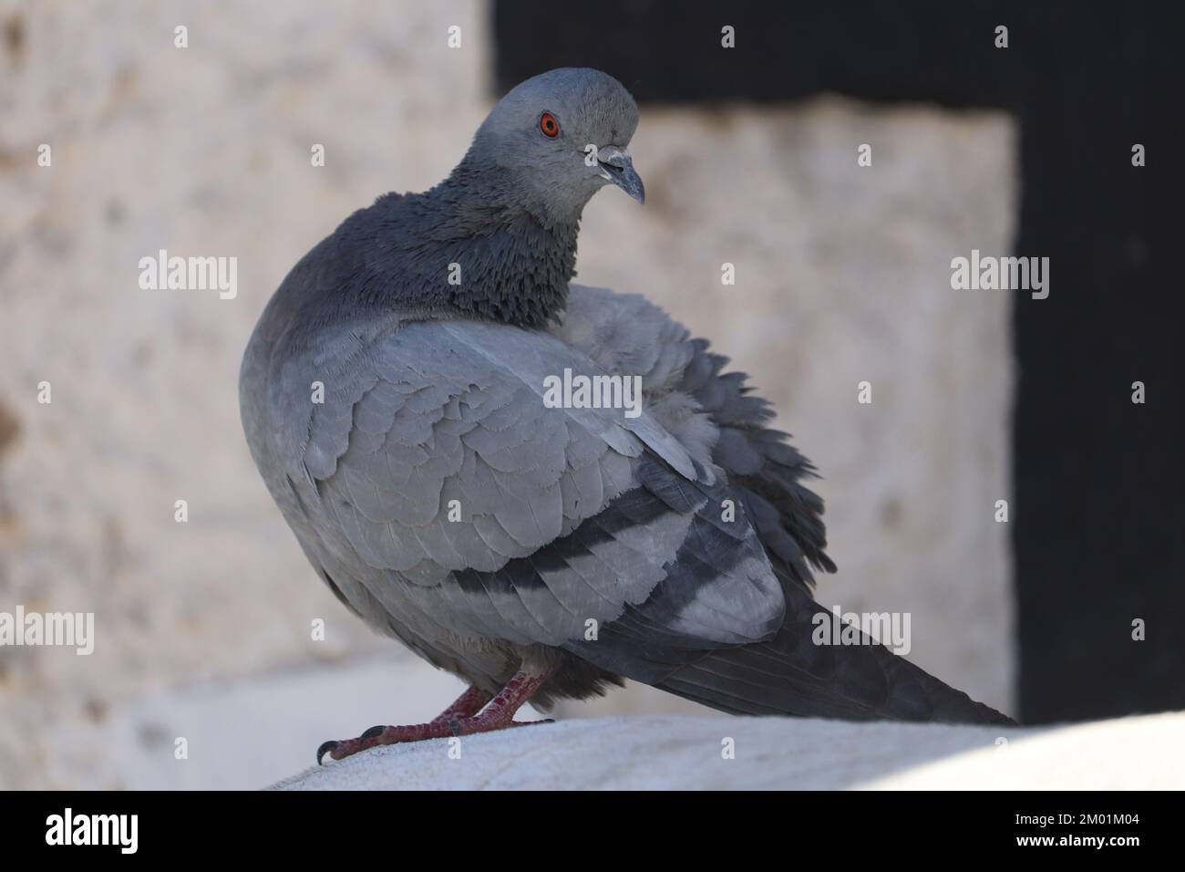 Portrait de la tête de pigeon avec un arrière-plan flou et lumineux. Banque D'Images