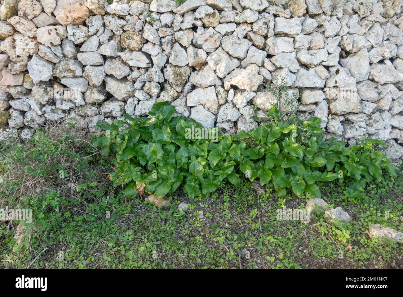 Gros plan mur de pierre sèche, Minorque, Iles Baléares, Espagne. Banque D'Images