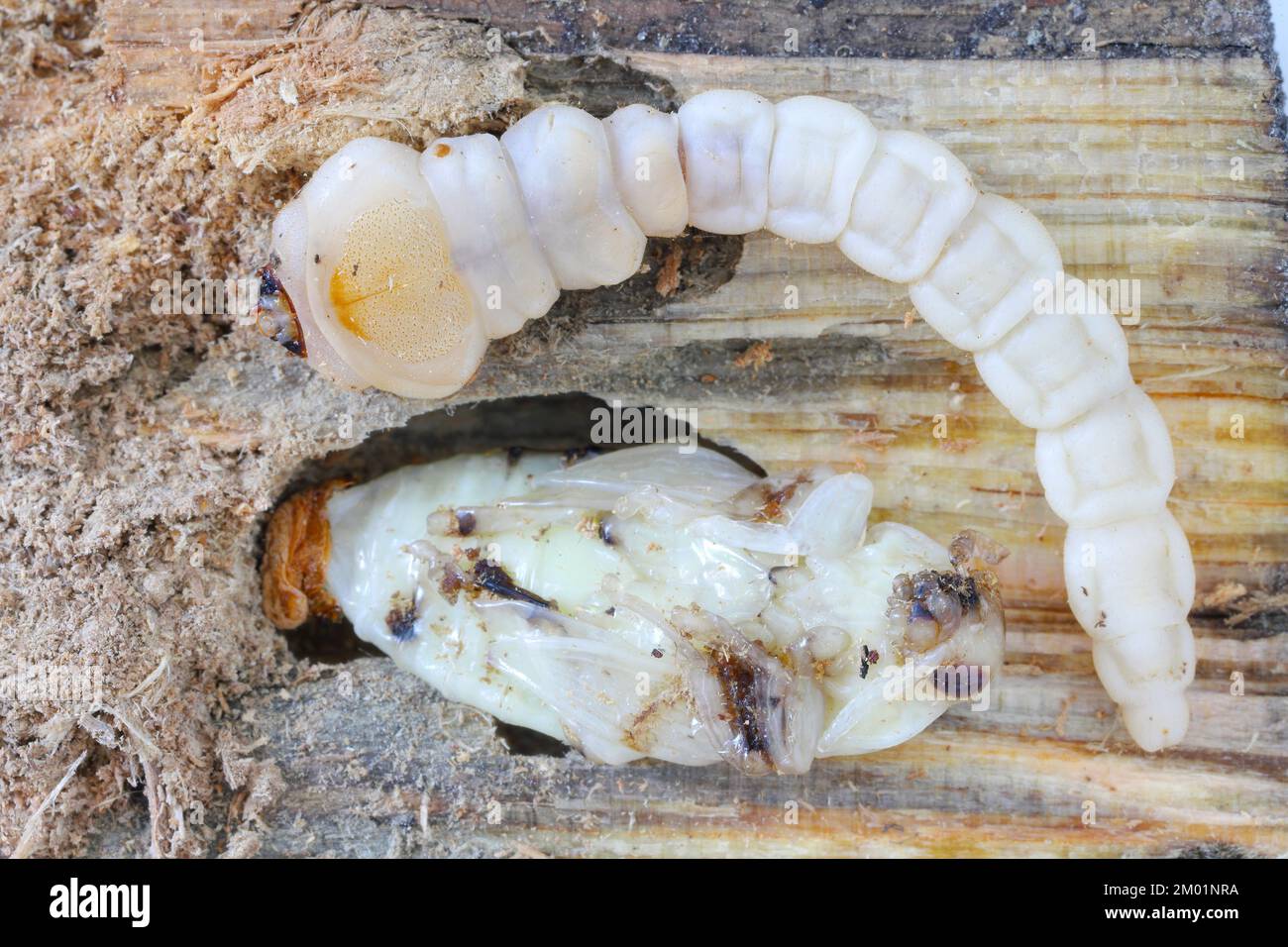 Lave et pupa de l'épine de Flathée, un coléoptère commun européen (Chalcophora mariana). Un grand coléoptère métallique se produisant en Europe. Banque D'Images