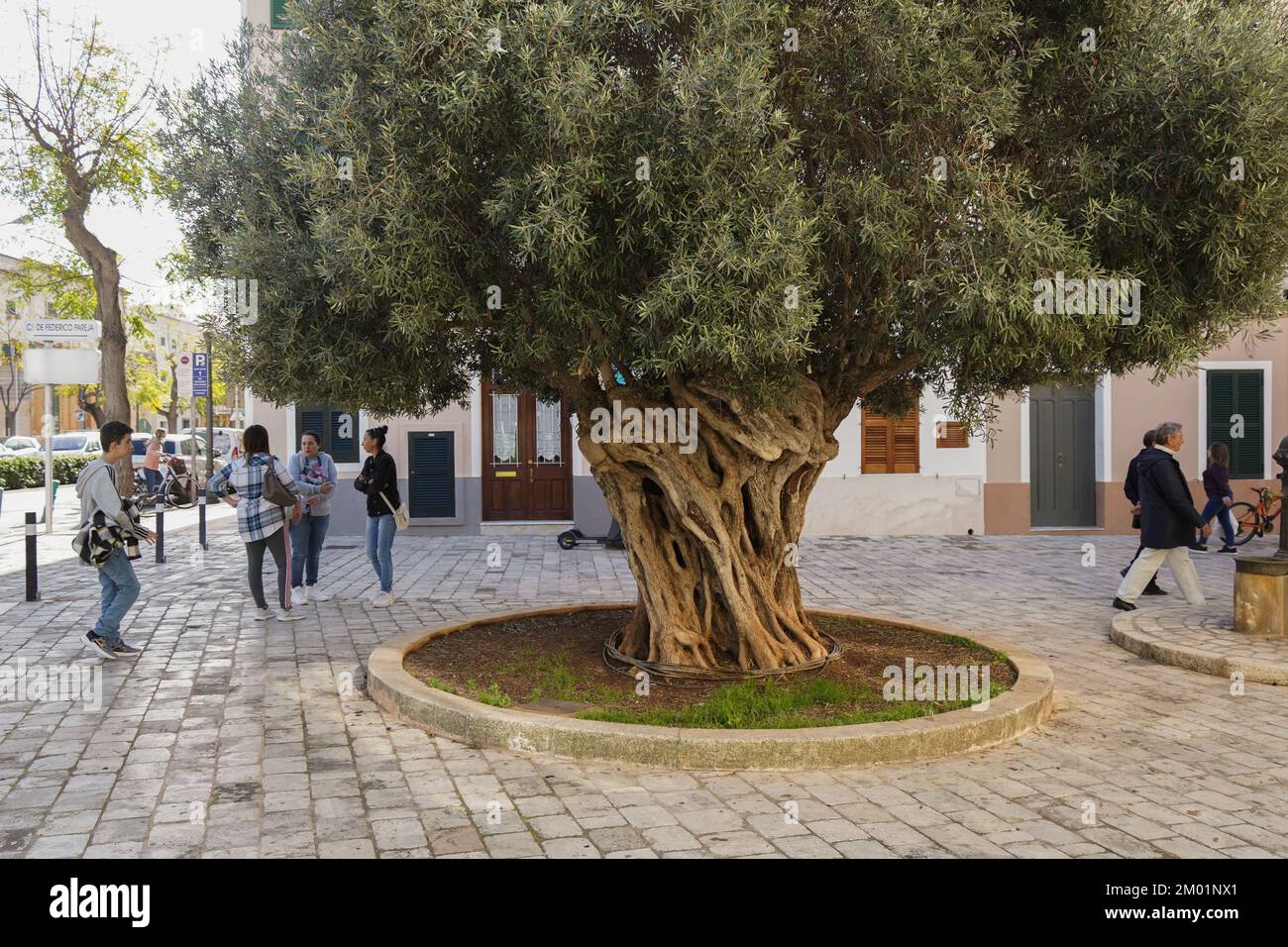 Vieux Olive Tree dans, centre ville, de Ciutadella, Méditerranée, Iles Baléares, Espagne. Banque D'Images