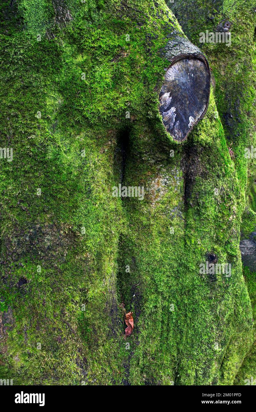 La mousse couvrait le tronc de chêne en hiver près de Castle Ring, Cannock Chase AONB zone de beauté naturelle exceptionnelle en automne Staffordshire Angleterre Royaume-Uni Banque D'Images