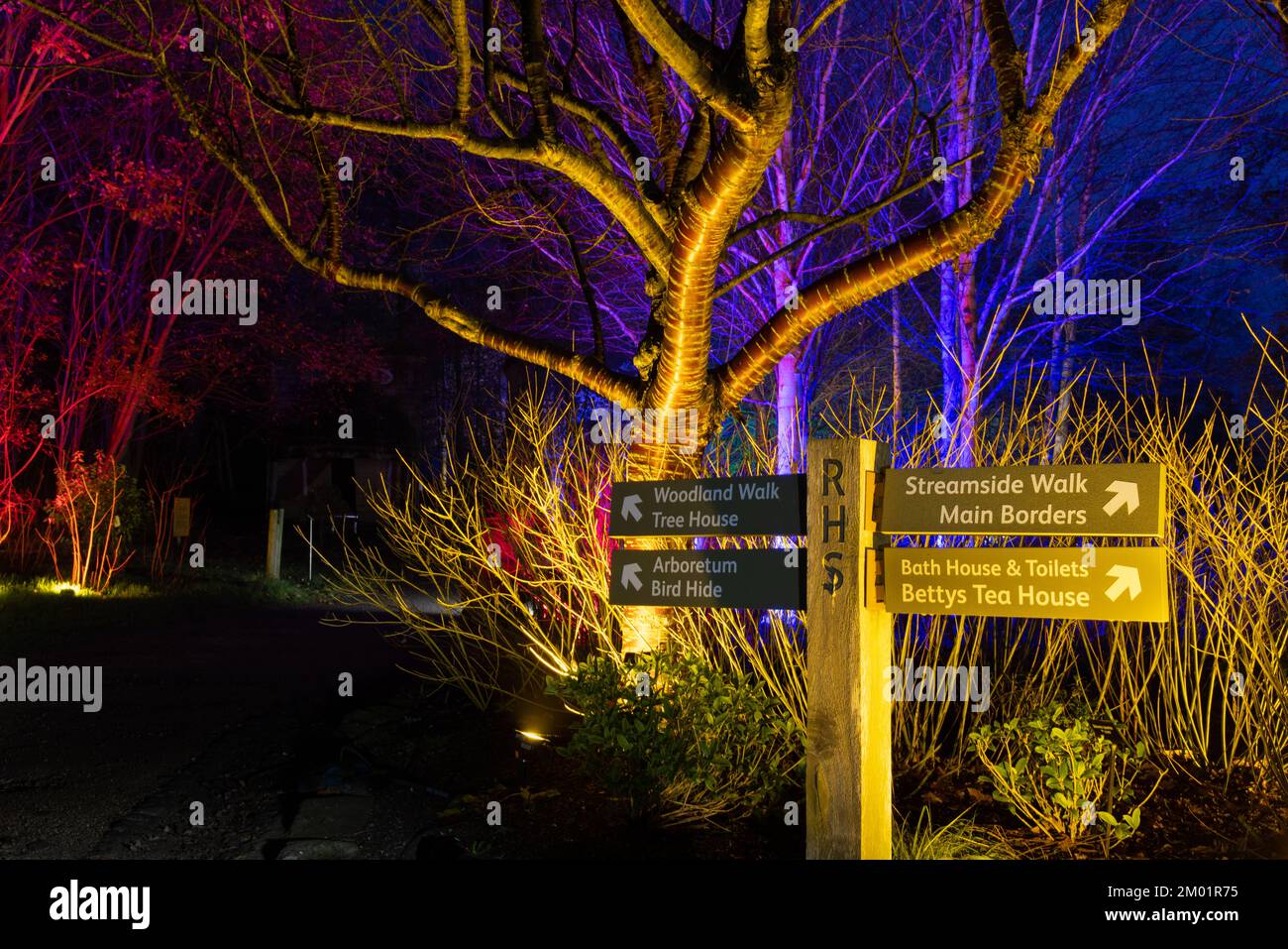 Harrogate, Royaume-Uni - 02nd décembre 2022. Festival Glow à RHS Harlow Carr. Credit: Jill ODonnell/Alay Live News Banque D'Images