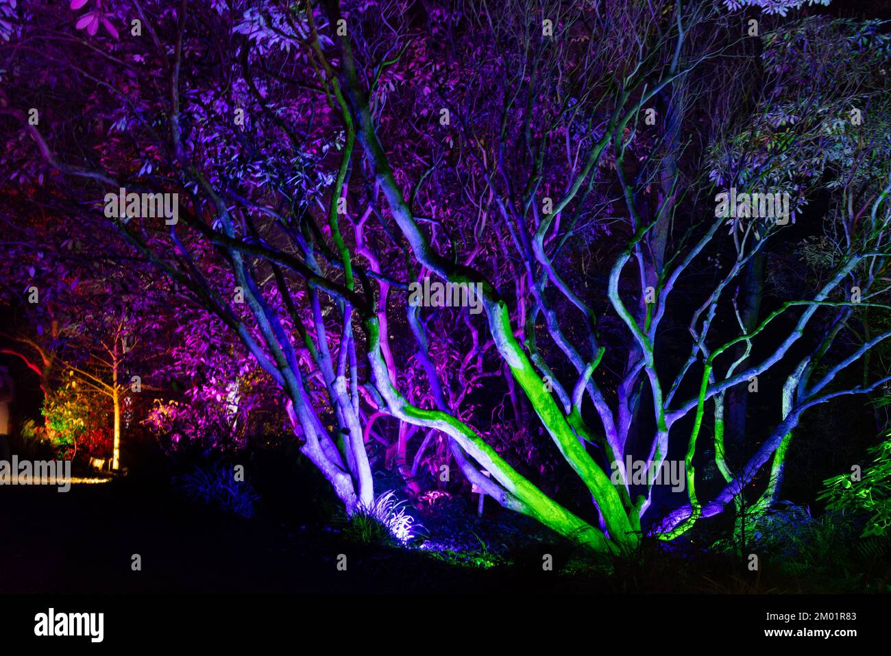 Harrogate, Royaume-Uni - 02nd décembre 2022. Festival Glow à RHS Harlow Carr. Credit: Jill ODonnell/Alay Live News Banque D'Images