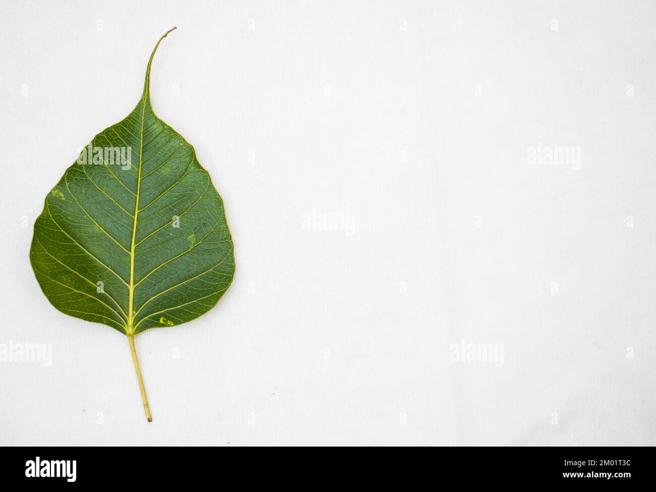 Feuille Peepal ou feuille de Bodhi ou feuille de figuier sacrée isolée sur fond blanc, feuille de Peepal verte sur fond blanc Banque D'Images