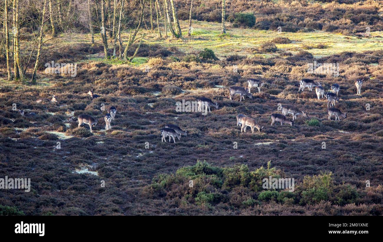 Troupeau de cerfs se nourrissant dans l'ancienne carrière de Brocton fin d'hiver Cannock Chase Country Park AONB (région d'une beauté naturelle exceptionnelle) dans le Staffordshire, en Angleterre Banque D'Images