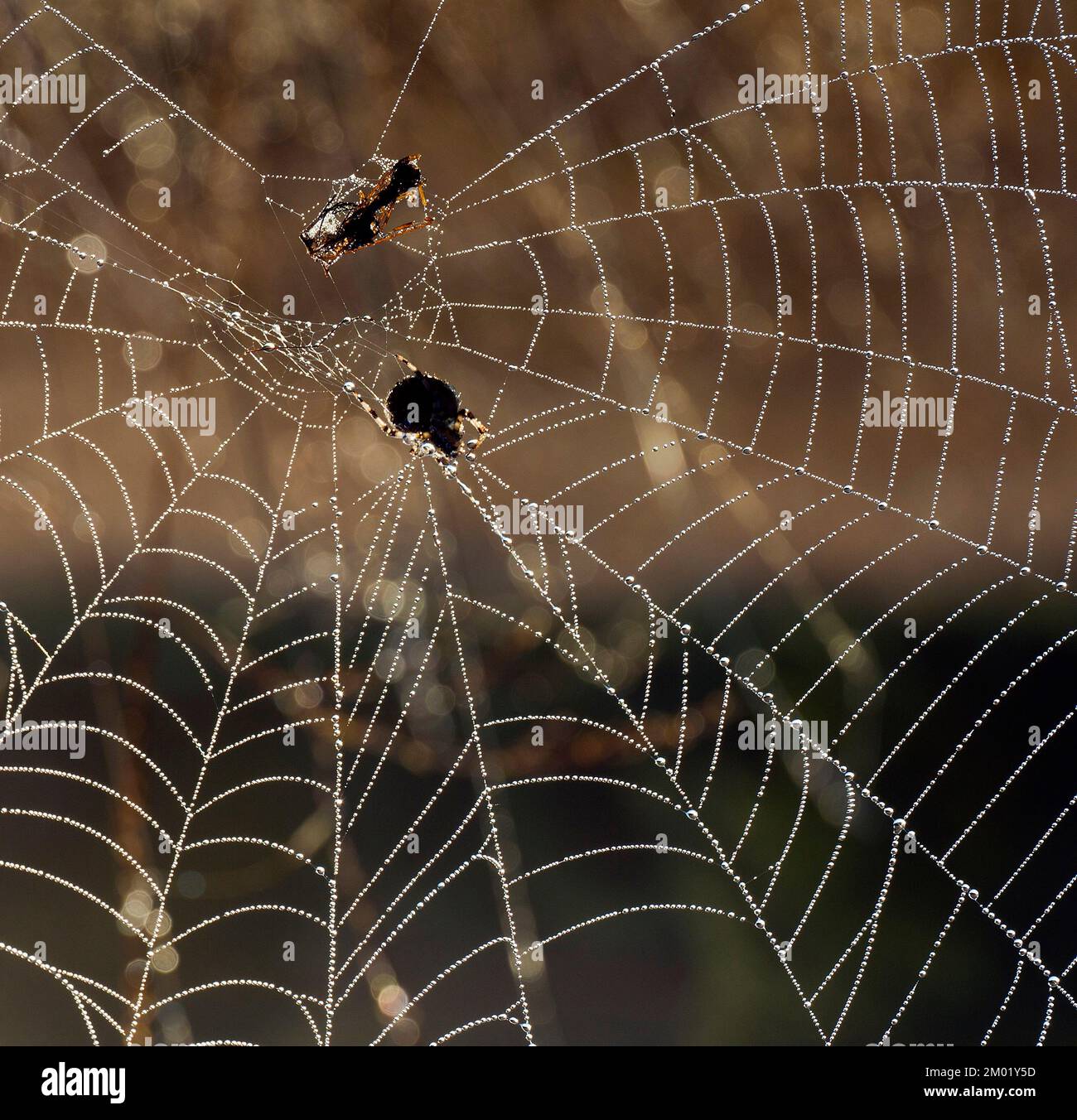 Araignées Web, Cannock Chase; Staffordshire AONB Banque D'Images