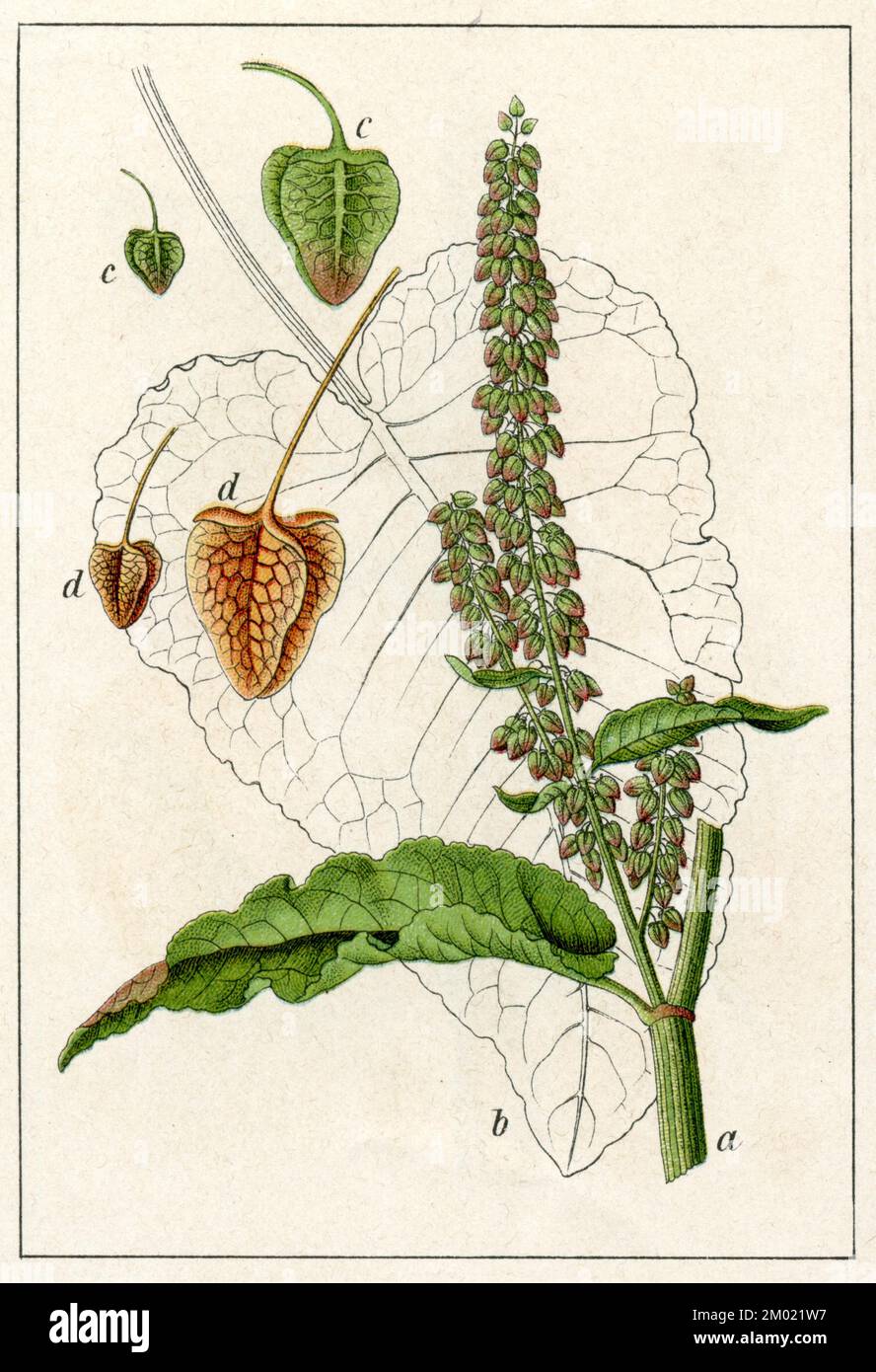 Scottish Dock Rumex aquaticus, (livre botanique, 1905), Wasser-Ampfer Banque D'Images