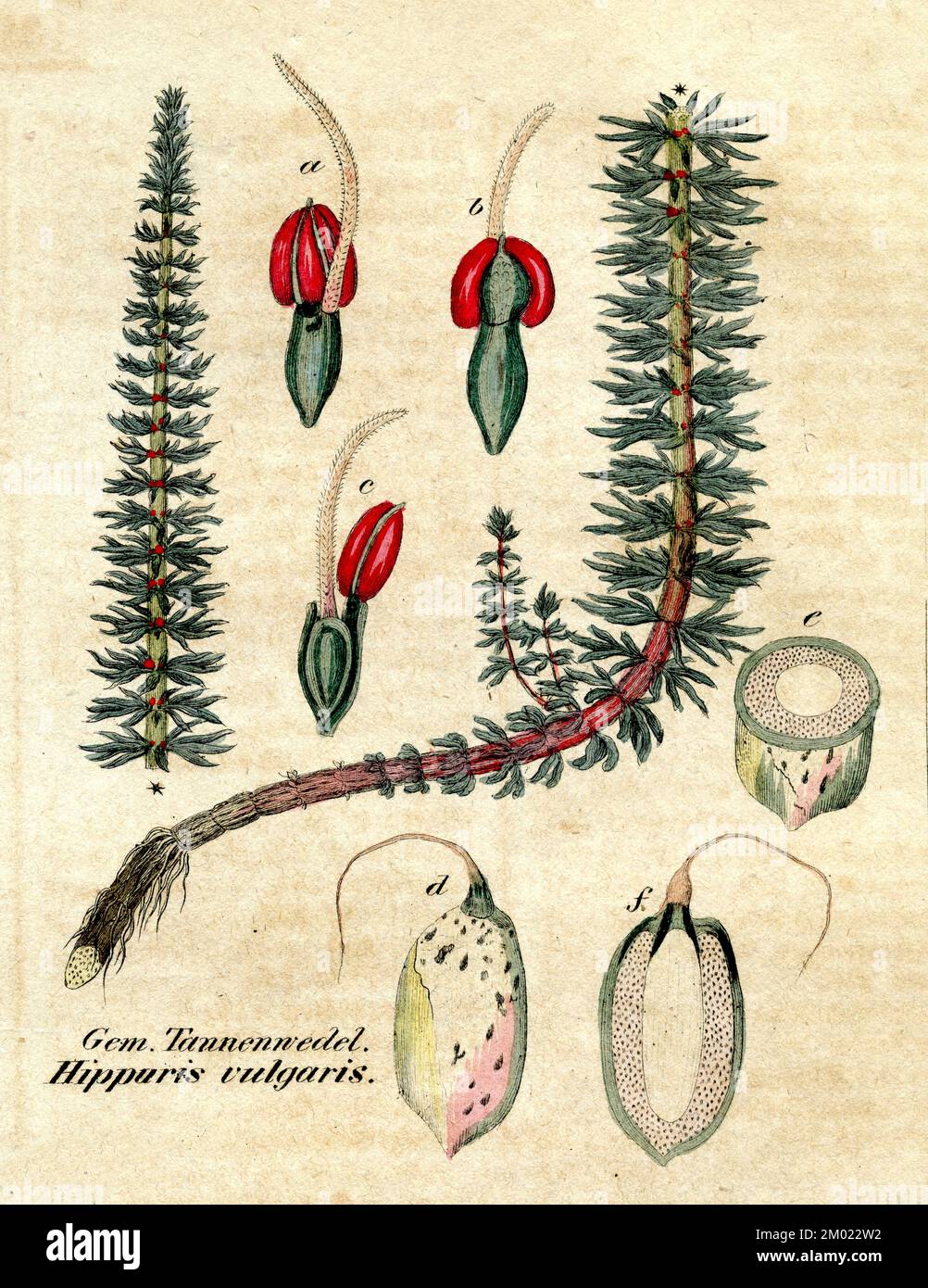 La queue de jument commune Hippuris vulgaris, (livre botanique, 1850), Tannenwedel Banque D'Images