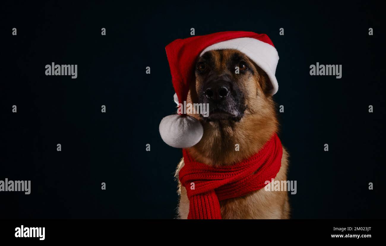 Les animaux de compagnie célèbrent Noël en tant que personnes. Magnifique chien de berger allemand avec chapeau de père Noël rouge et foulard tricoté portrait gros plan. Photo de studio sur fond sombre Banque D'Images