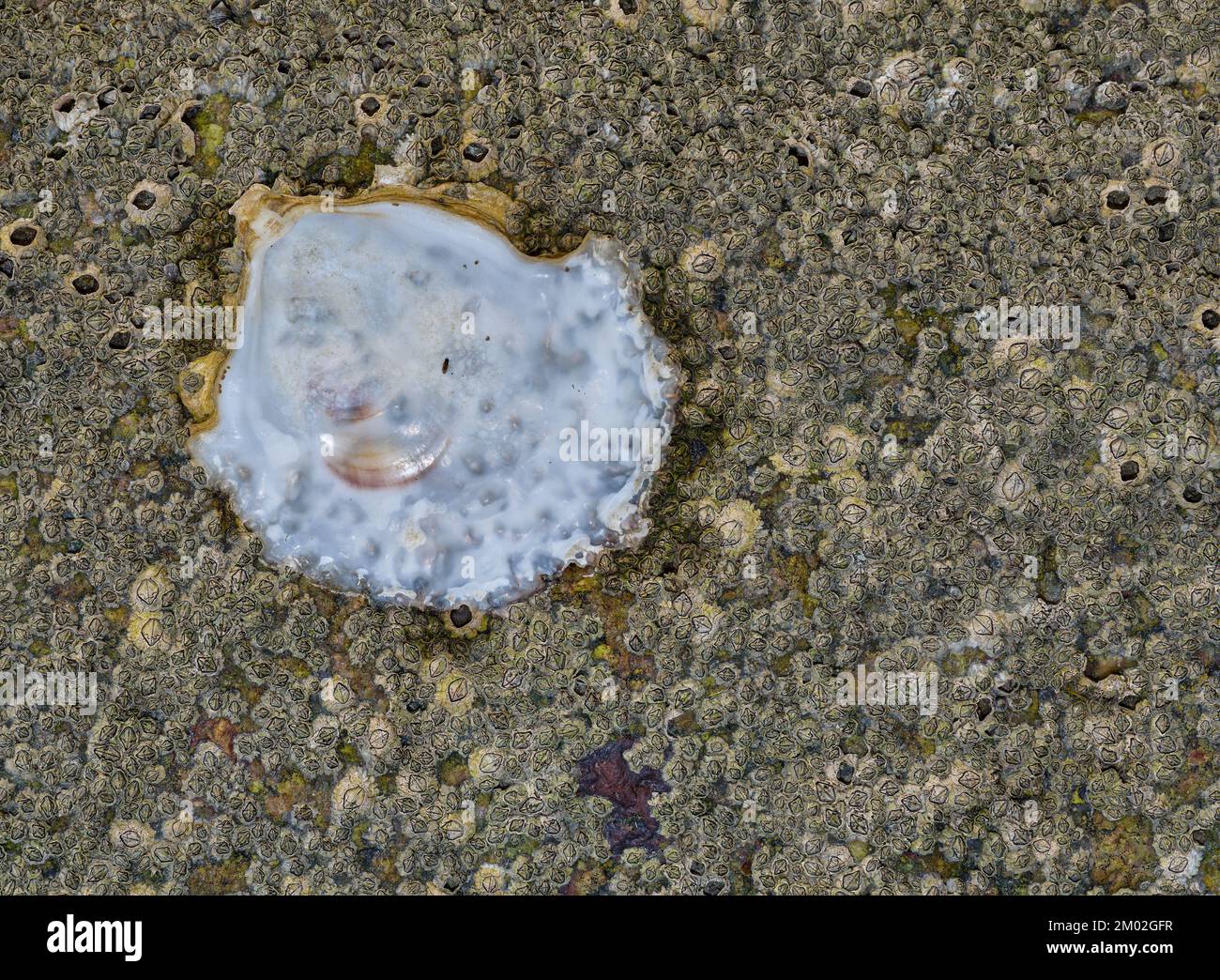 Ostréiculture (Magallana gigas) et barnacles d'corne (Semibalanus balanoides) ensemble sur une pierre, Mer du Nord, Frise du Nord, Allemagne Banque D'Images