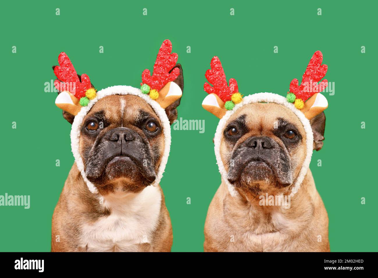 Deux chiens Bulldog français portant des rennes de Noël assortis sur fond vert Banque D'Images